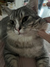 领先成猫尝鲜礼包主食级烘焙猫粮猫条餐盒汤包（新老款随机发货） 实拍图