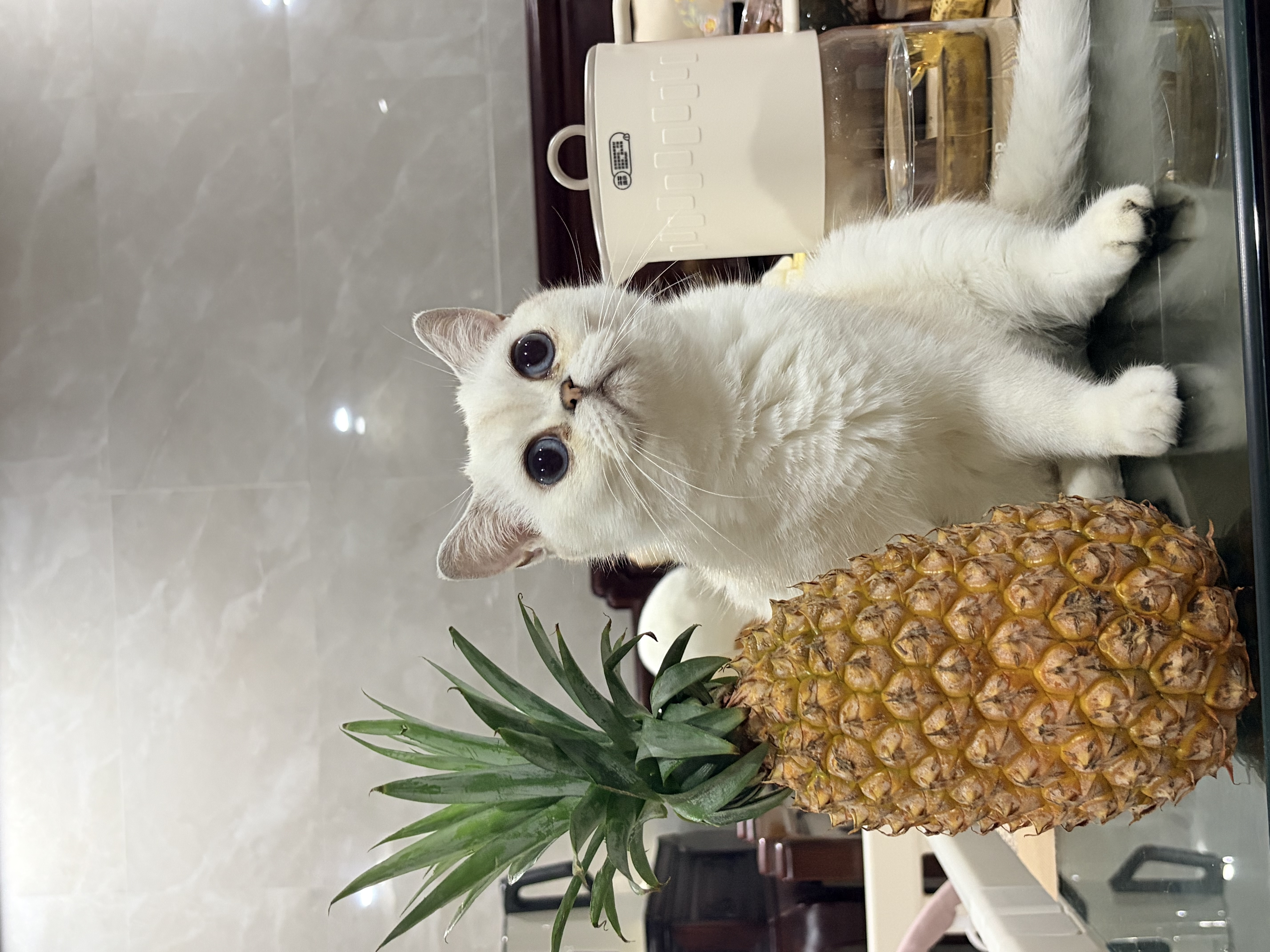 愛肯拿（ACANA）猫粮 海洋盛宴成猫幼猫粮 全价美毛无谷进口鱼肉粮1.8kg效期27/4 实拍图