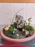 孙凯（SUNKAI）鲜活苔藓青苔藓 微景观植物盆景生态瓶diy绿植水陆缸假山盆栽盆景 实拍图