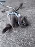 亿迪猫粮冻干幼猫成猫10斤全价英短蓝猫布偶老年猫国产通用全阶段5kg 实拍图