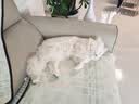 维克（Virbac）牙刷犬猫专用宠物牙膏牙刷幼猫狗狗犬猫专用口腔清洁护理（单支） 实拍图