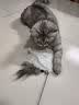 牧灵CFA赛级逗猫棒猫咪玩具自嗨解闷逗猫棒羽毛铃铛替换头小宠物用品 【限量100件】CFA赛级逗猫棒 实拍图