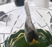 京东京造精选绿茶下午茶袋泡双囊茶包2g*100包茶叶自己喝自营 实拍图