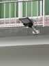 舒福佳（shufujia）太阳能户外照明灯庭院灯路灯新款农村用家用室外防水超大功率路灯 实拍图