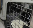 腆宠宠物航空箱小号 猫咪航空箱猫狗 猫包猫笼外出车载猫箱狗狗托运 实拍图