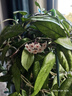 巨奇花卉绿植杀虫剂果树蔬菜通用月季花草红蜘蛛蚜虫蚧壳虫通杀500ml 实拍图