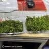柯必达青苔藓鲜活苔藓微景观植物盆景盆栽水陆缸假山草造景材料白 大灰藓(15*8)cm 2盒 实拍图