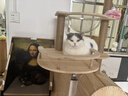 卫仕（NOURSE）猫多维魔方冻干猫咪日常所需复合维生素营养乳铁蛋白高免营养片 基础款猫多维240片*2瓶 实拍图