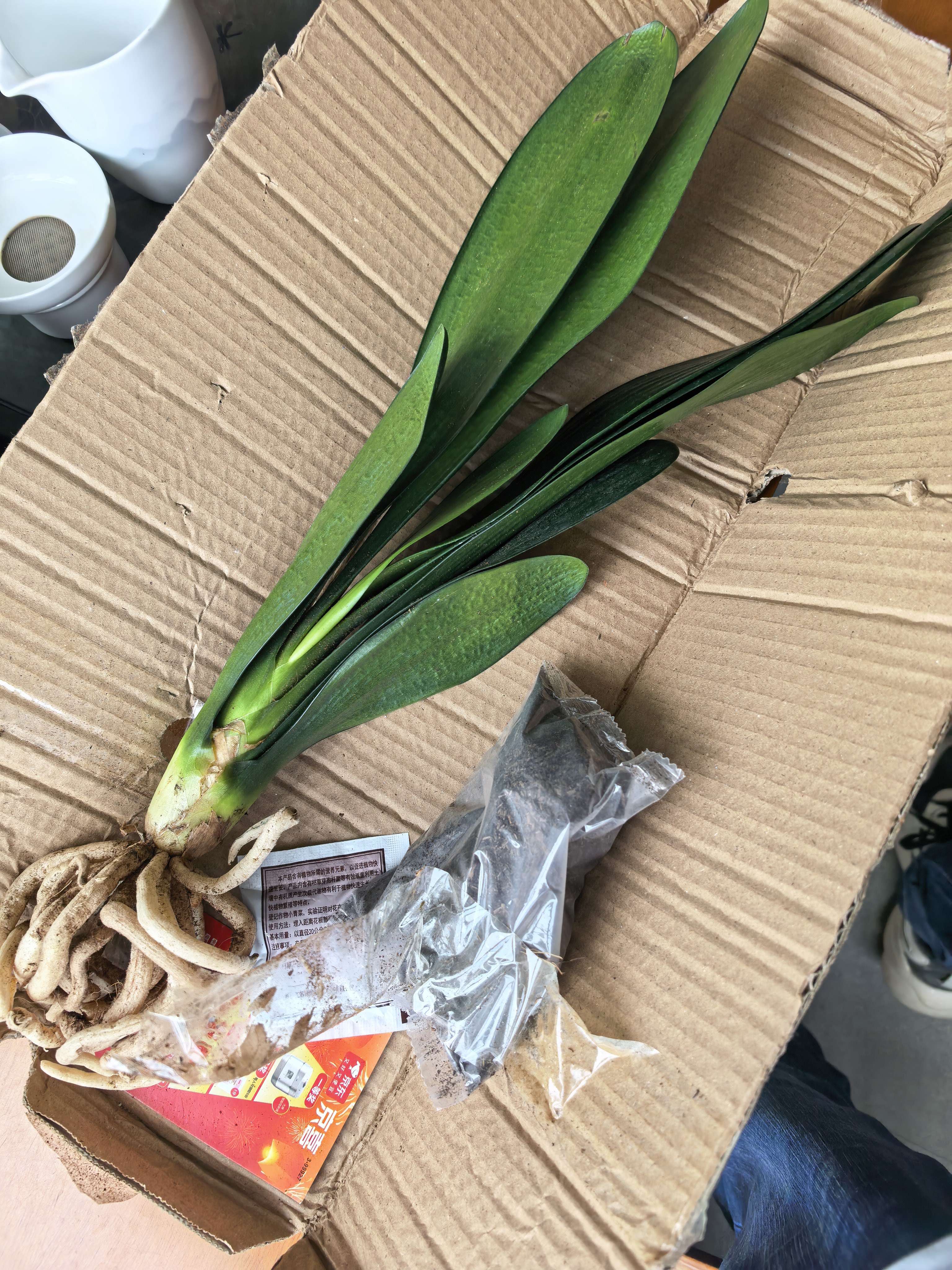 大盆君子兰盆栽名贵国宝级花卉苗绿植物圆头和尚室内客厅四季好养 【主推款】君子兰7-9片叶子+带土 送肥料 实拍图