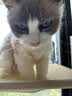 京东京造全价牛肉味猫粮10kg成猫幼猫粮通用型 实拍图