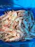 禧美海产加拿大北极甜虾净重3斤/盒 90/120规格 熟冻  MSC认证 轻食海鲜 实拍图