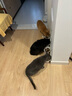 麦富迪猫罐头 barf霸弗主食猫罐头猫咪零食湿粮成幼猫呵护泌尿45g*12罐 实拍图