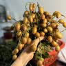伊利金典3.8g乳蛋白鲜活纯牛奶250ml*8 30天常温短保 礼盒装 实拍图