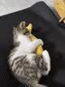 疯狂的主人猫玩具猫咪薄荷仿真鱼逗猫棒自嗨解闷消耗体力磨牙神器猫宠物用品 实拍图
