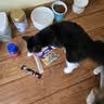 憨憨乐园猫碗陶瓷猫粮双碗斜口狗碗狗盆狗粮宠物幼猫咪吃饭食盆喝水喂食 实拍图