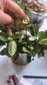 绿有意绿植盆栽多肉花卉盆栽植物室内桌面水培绿植办公室客厅植物懒人 清香3盆】栀子花+九里香+茉莉花 实拍图