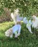 MIKI PAD狗狗衣服凉凉衣四脚春秋薄款中大型犬边牧宠物防虫凉感冰丝防晒衣 紫色 【凉感防晒】UPF50+ 7XL 参考背长65cm购买（建议45-55斤） 实拍图