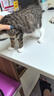 皇家猫粮 幼猫猫粮 幼猫奶糕 K36 通用粮 4-12月 10KG 实拍图