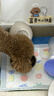 LEGENDSANDY蓝氏烘焙狗粮SSR成犬幼犬全价犬粮大鹅巴西莓50g*5 实拍图