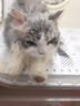 城市理享云朵轻轻无香低敏纯木薯猫砂2.5kg*4 强除臭0香精0甲醛瞬间结团 实拍图