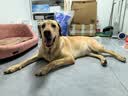 海洋之星 主食冻干双拼狗粮小型犬中大型犬成犬幼犬粮10kg 实拍图