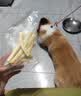 HELLOJOY狗狗零食磨牙棒耐咬大肉骨棒磨牙牛骨头咬胶无添加烘烤牛软骨100g 实拍图
