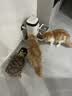 皇家猫粮 成猫猫粮 泌尿道呵护 U31 1岁以上  50g*3 实拍图