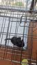 腆宠狗笼狗窝猫笼狗笼子中小型犬带厕所猫笼子大号家用室内狗围栏兔笼 实拍图