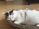 疯狂的主人猫抓板窝碗形超大号猫抓盆不掉屑猫窝宠物猫玩具瓦楞纸猫爪板 实拍图