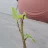 玫瑰花苗老桩绿植物盆栽月季蔷薇老根室内外阳台庭院特大花卉四季 38黑金（老桩苗四季开花） 实拍图