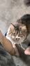 pidan猫砂 豆腐猫砂2.4kg*4包强力吸臭纯猫砂 可冲厕所非膨润土砂 实拍图