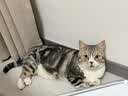 领先成猫尝鲜礼包主食级烘焙猫粮猫条餐盒汤包（新老款随机发货） 实拍图
