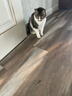 伟嘉成猫猫粮3.6kg吞拿鱼及三文鱼口味布偶加菲英短猫咪成猫全价粮 实拍图