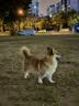 皇家狗粮 成犬粮 通用犬型 CC通用狗粮12月以上 8KG【成犬通用】 实拍图