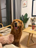 皇家狗粮老年成犬狗粮犬粮宠物大型犬SGR26全价犬粮≥5岁15KG 实拍图