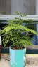 文竹盆栽绿植花卉盆景植物室内客厅水培文松云竹文竹大苗四季常青 小文竹【1颗】原盆原土球发货 高度15-25cm 实拍图
