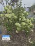 三只松鼠元气鲜炖礼盒1600g/8罐 鲜炖桃胶银耳梨汤滋补礼盒团购送礼 实拍图