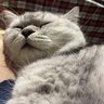 网易严选全价猫粮4.0 成幼猫三文鱼亮毛护肠胃深海鱼虾味10kg【宠物金选】 实拍图