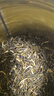 一杯香茶叶2026新茶茉莉花茶银毫500g特级横县茉莉绿茶自己喝送礼品袋 实拍图