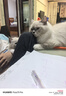 沃趣 猫砂20斤膨润土猫砂低粉尘咖啡香味除臭猫沙猫咪用品京东自营 实拍图