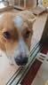 麦富迪狗粮 无谷牛肉双拼狗粮成犬小型犬比熊贵宾缓解泪痕 10kg/20斤 实拍图