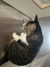 伟嘉成猫猫粮1.3kg牛肉味布偶蓝猫橘猫加菲英短猫咪夹心粮全价粮 实拍图