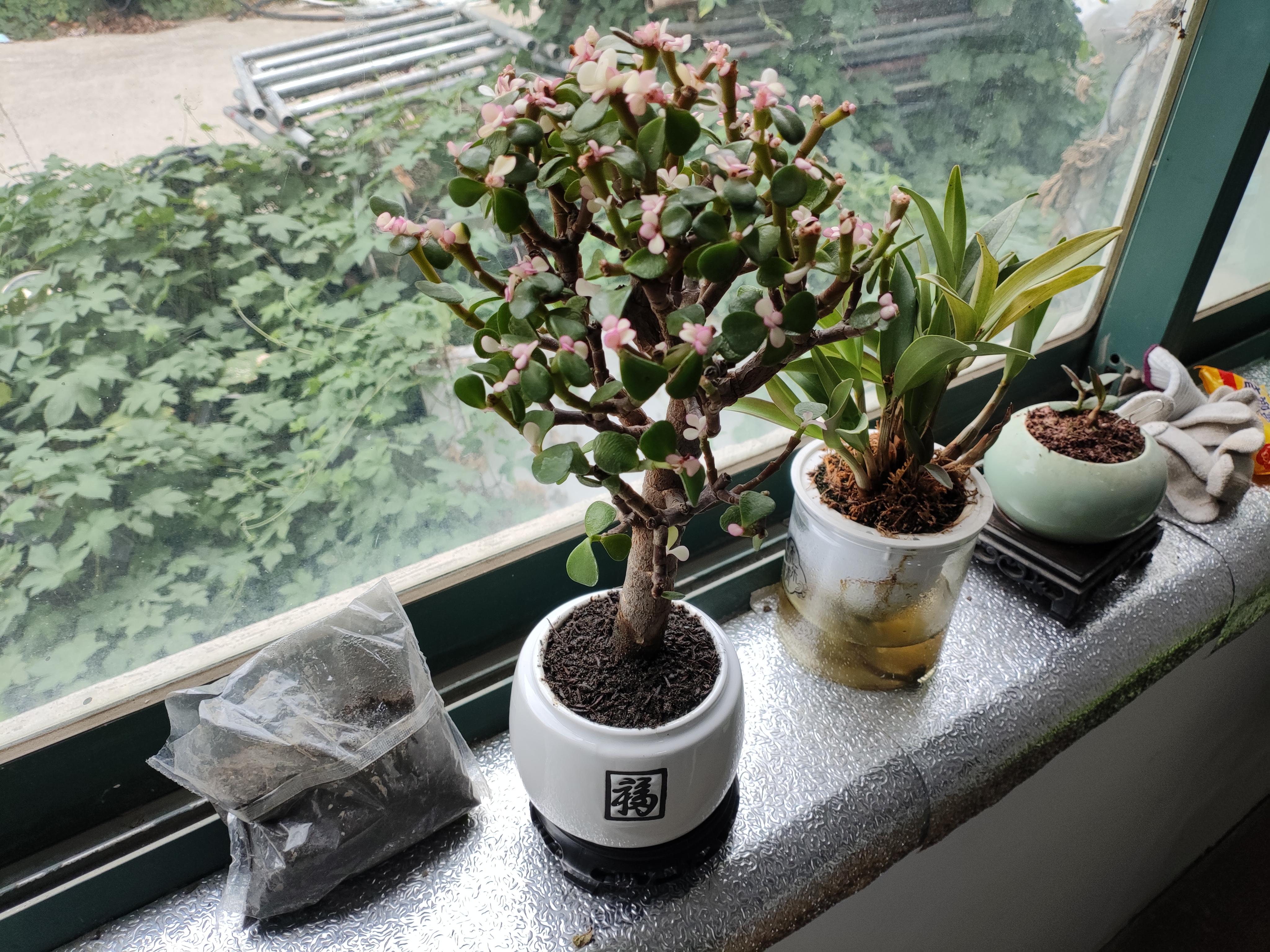 盆栽水培多肉植物室内花卉办公老桩绿植净化好养肉肉盆景1 老桩金枝玉叶(独杆棒棒糖形)+白福盆+圆底座 含盆 实拍图