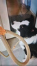 华元宠具（hoopet）狗狗绳子防爆冲P绳P链子牵引绳项圈大型中小型犬狗链防挣脱溜遛狗 实拍图