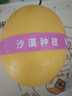 【产地直采】甘肃民勤戈壁金红宝蜜瓜1粒约1.8kg 实拍图