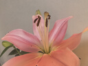 INSTAX富士instax立拍立得 mini相纸 白边双包20张(适用miniSE/11/12/40/90/LiPlay/EVO/Link3) 实拍图