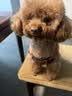 凯锐思 贵宾泰迪狗粮 小型犬粮成幼犬通用型天然奶糕宠物狗粮囤货装 【靓丽毛发】贵宾成犬专用 2kg 实拍图