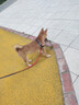 皇家狗粮 柴犬幼犬狗粮 犬粮 宠物小型犬 SIJ29 全价犬粮 2-10月 3KG 实拍图