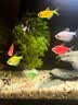 NORVIR【顺丰】日本黄粉鱼粉水族用品观赏鱼金鱼药粉龙鱼锦鲤水质调 【顺丰】黄粉100g/包【渔场版】 实拍图