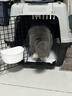 华元宠具（hoopet）猫咪航空箱宠物手提笼子狗狗托运箱车载猫包便携外出国航标准版M 实拍图